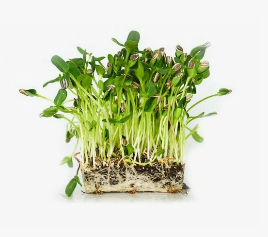 Микрозелень растущая